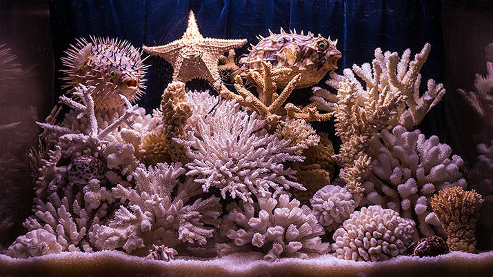 Кораллы в морской аквариум: мягкие, LPS, SPS